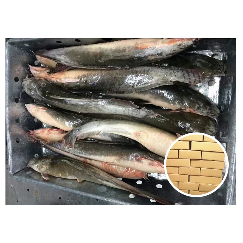 Лучшая цена, большой экспорт рыбы сома, цельная круглая сома для покупателей