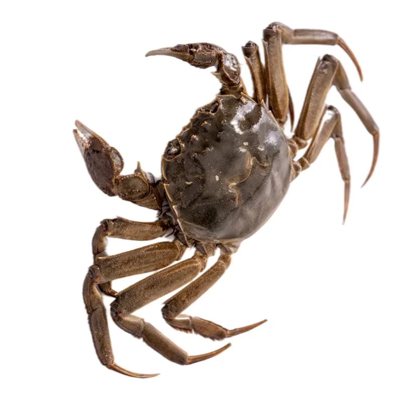 Small sea crab, fresh frozen baby crab, good quality, low price, high quality crab