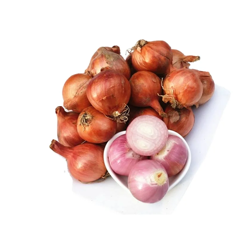 Crop 2023 fresh shallot Chinese high quality fresh red shallot