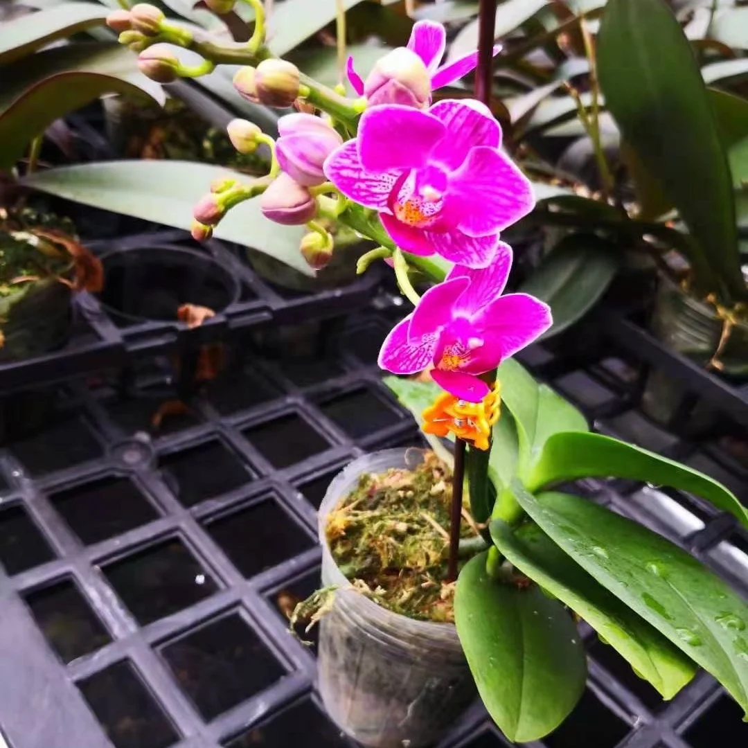 
Hot sale indoor natural plant phalaenopsis orchid live plant 