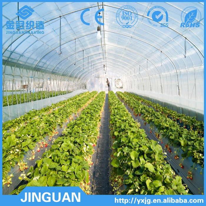 Plastic mulch film in blueberry yard/plastic mesh fabric