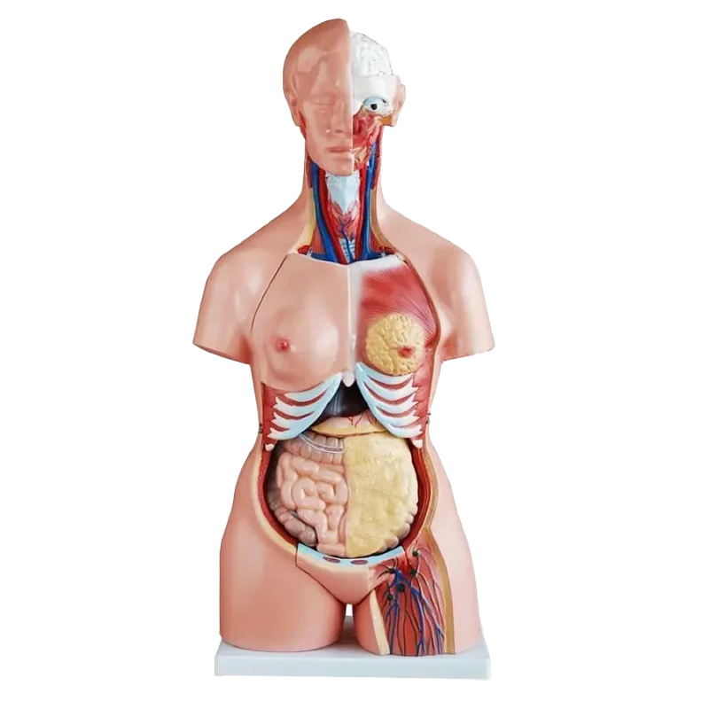 Медицинская наука 85 см человеческие волосы три-секса обмена багажник анатомический модель скелета