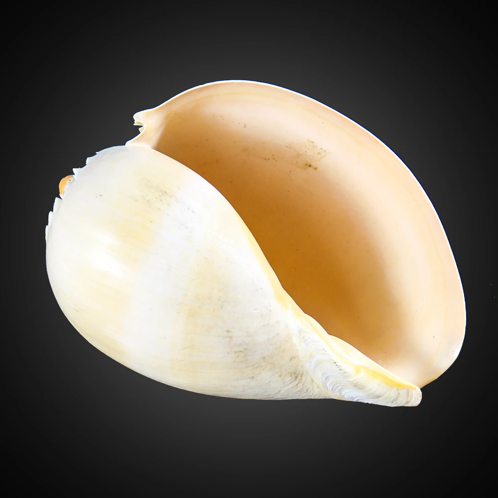 
Wholesale natural spiral beautiful crack large shell conch 