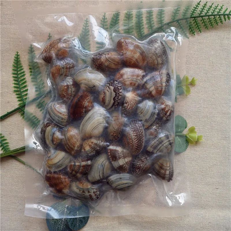 clam with shell (13).jpg