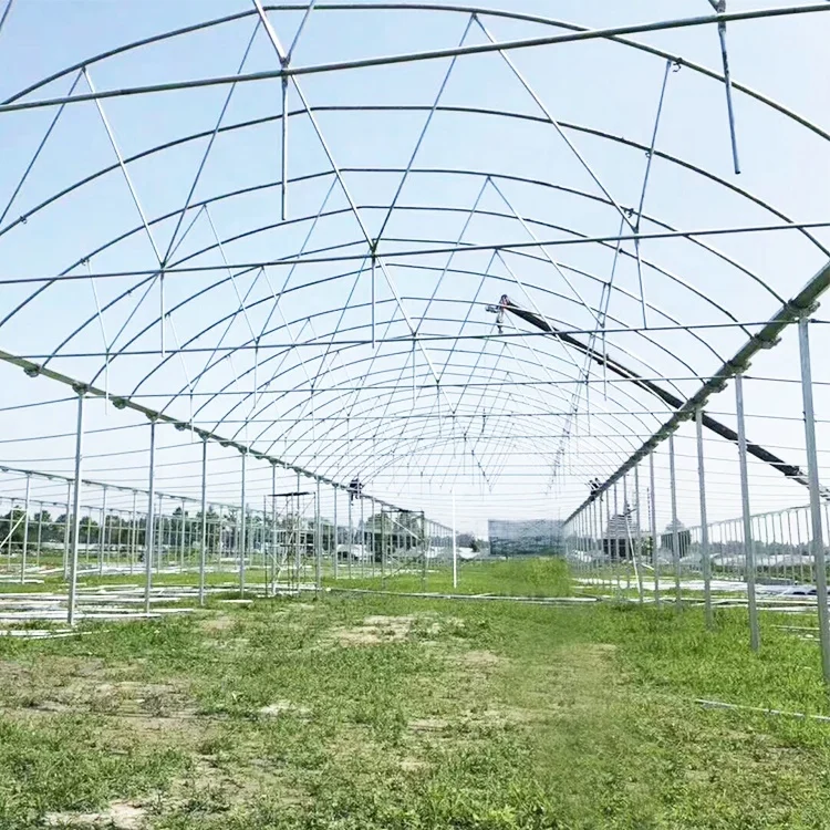 Stocked 8x30 Meter Agricultural Commercial Vegetable  Plastic Film Tunnel Greenhouse For Tomato Rose Mushroom