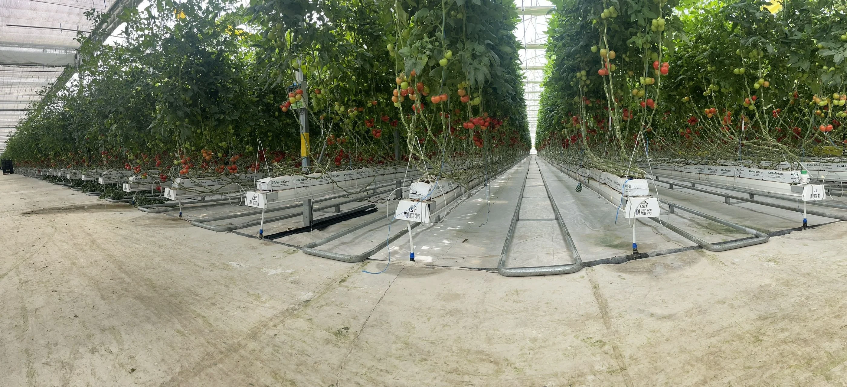 Low Cost Tomato Agricultural Gothic Multi-span Film Greenhouses for Plants Growing