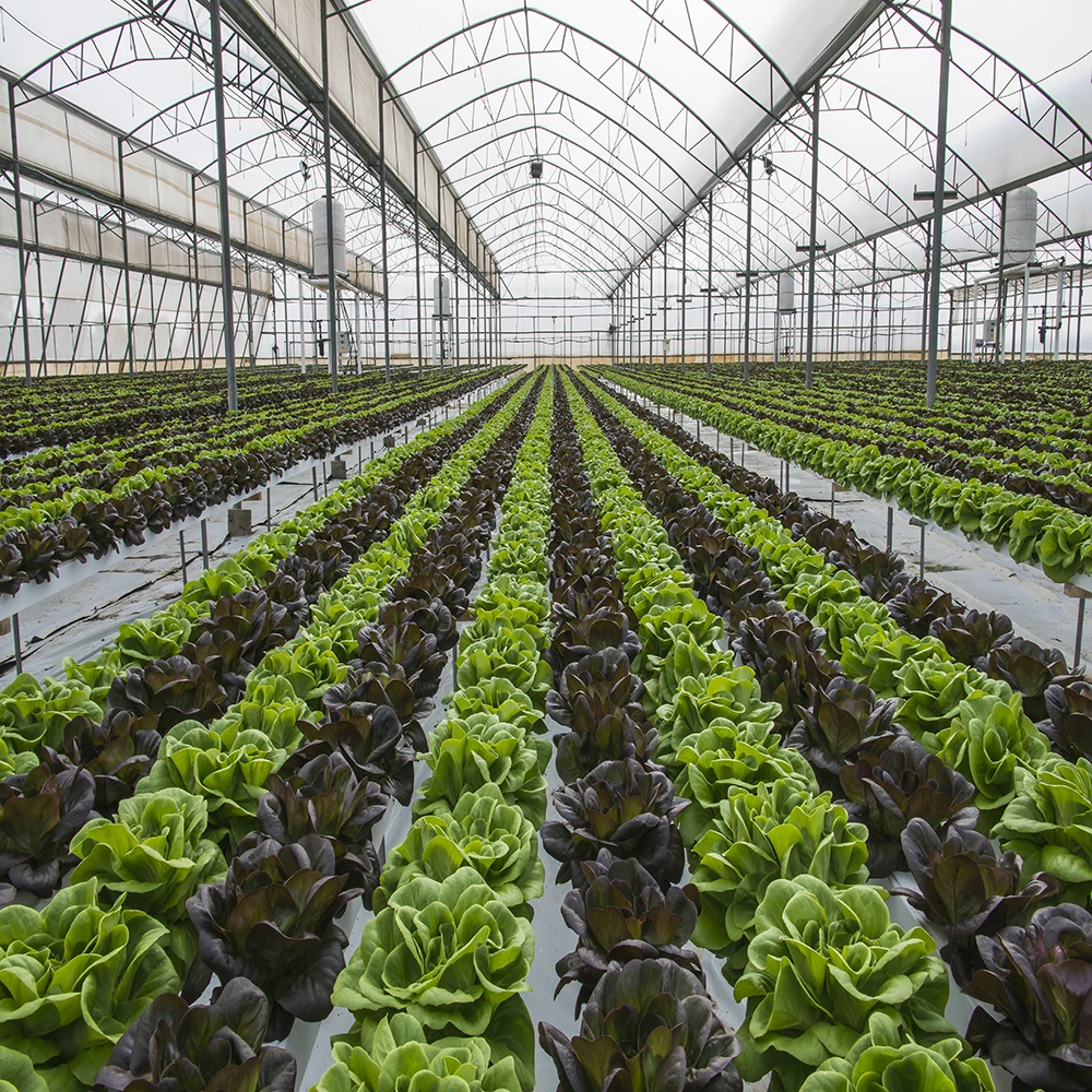 Cheap Price Film Greenhouse / Multi-span Greenhouse For Sale