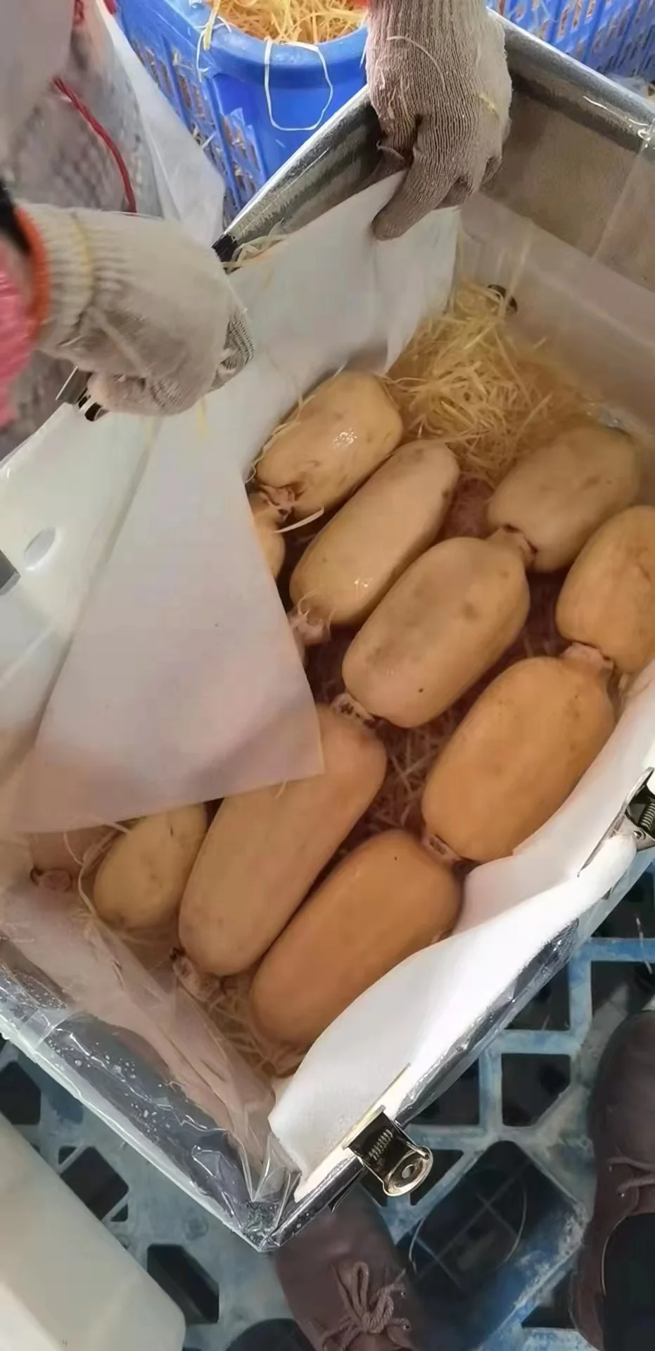 2023 autumn and winter fresh lotus root a large quantity of market powder waxy sweet