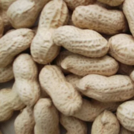 Red peanut blanched peanut kernels Bold Peanuts Blanched Peanuts Raw Peanut in Shell
