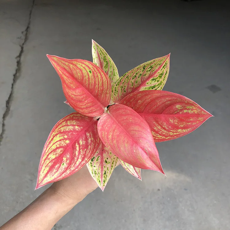  Низкая цена оптовая продажа красивая золотая звезда орнамент Aglaonema листва живые растения