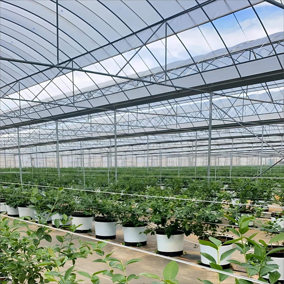 Cherry/Grape/blueberry planting shed  plastic greenhouse planting high tunnel rain shelter greenhouse