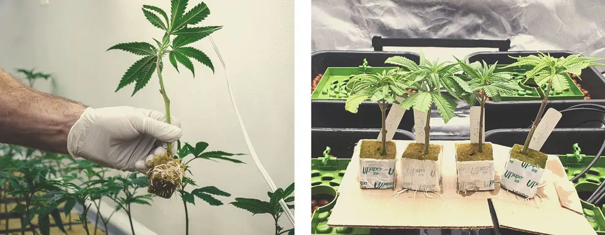 UPuper cutting seedling hemp hydro planting hydroponics rooting cubes 2 x 2 rock wool mini blocks