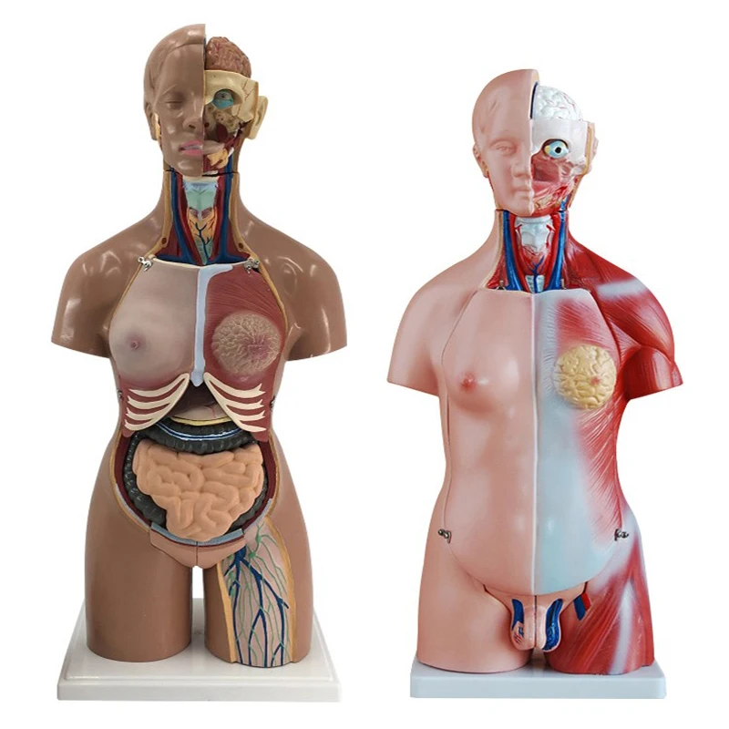 Medical Anatomy Model 85 cm Human Sexless Torso Model with 20 Parts