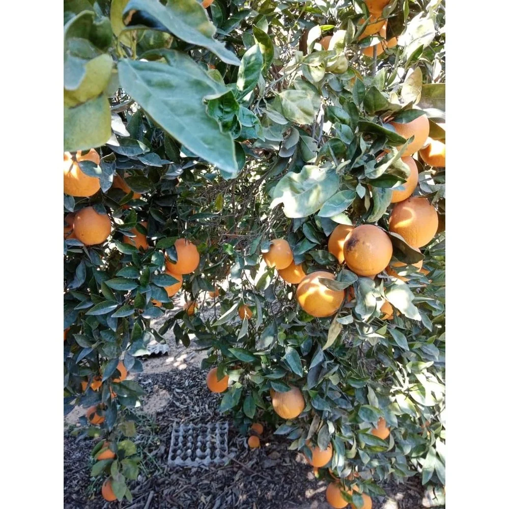 Wholesale Fresh Valencia Orange Fruit Navel Orange from Egypt Categorized under Citrus Fruit