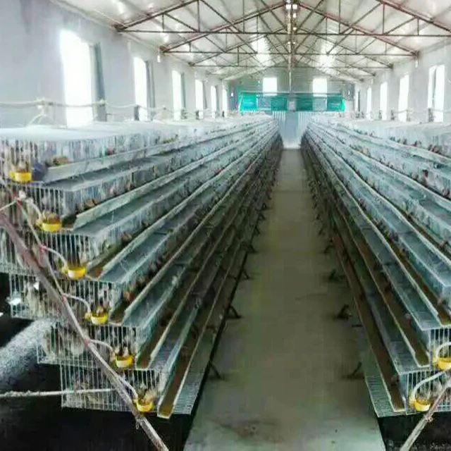 
Automatic quail farm cage New design quail layer cage for quail farming 