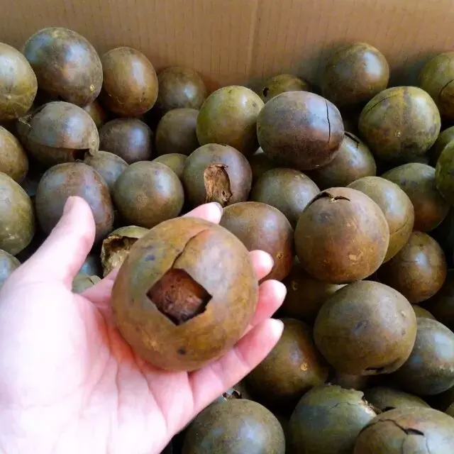 Dried Momordica Grosvenori Whole Fruits Fructus Momordicae