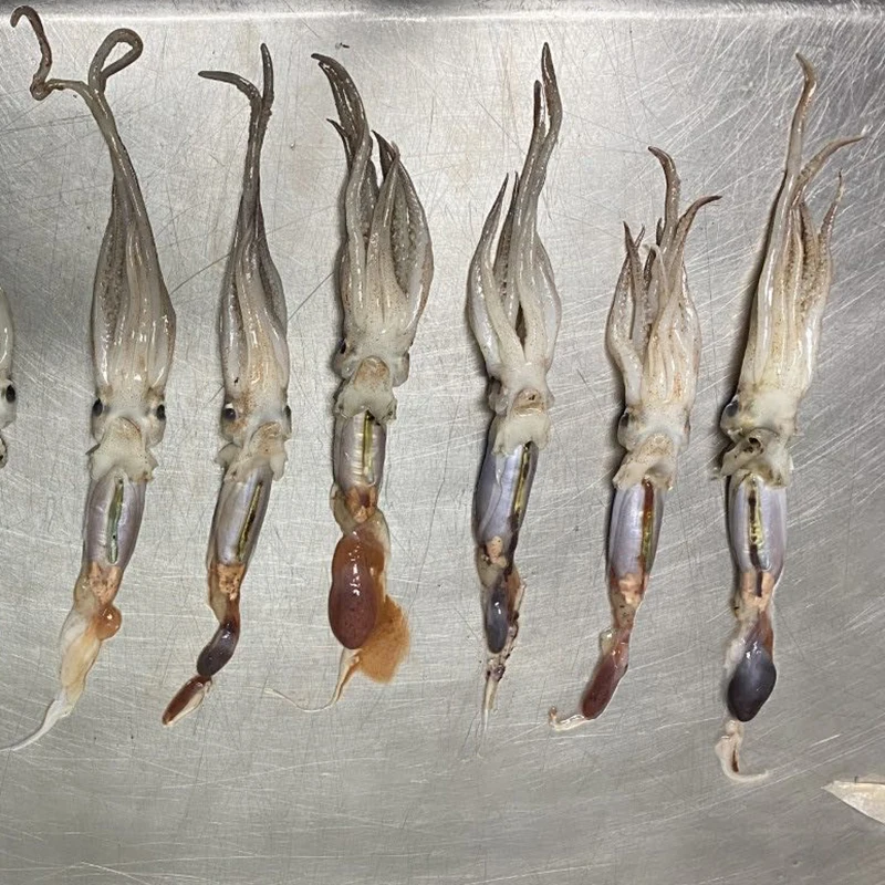 
whole round squid ILLEX ILLECEBROSUS BOSTON ILLEX 