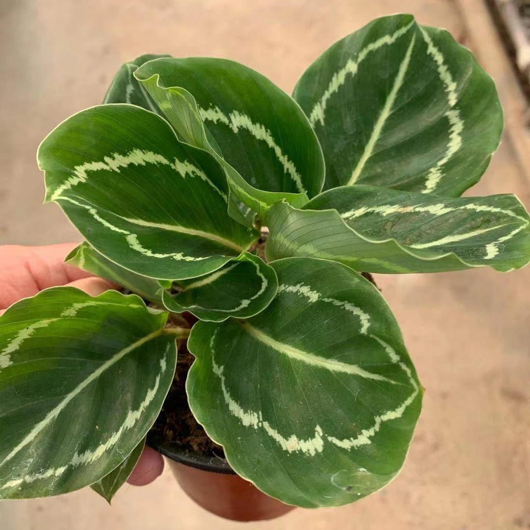 
Wholesale Calathea Jungle Rose live plant 