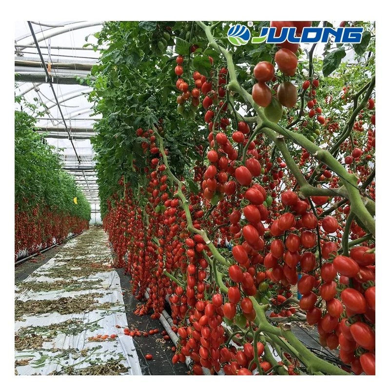 turnkey multi-span film tomato hydroponic greenhouse