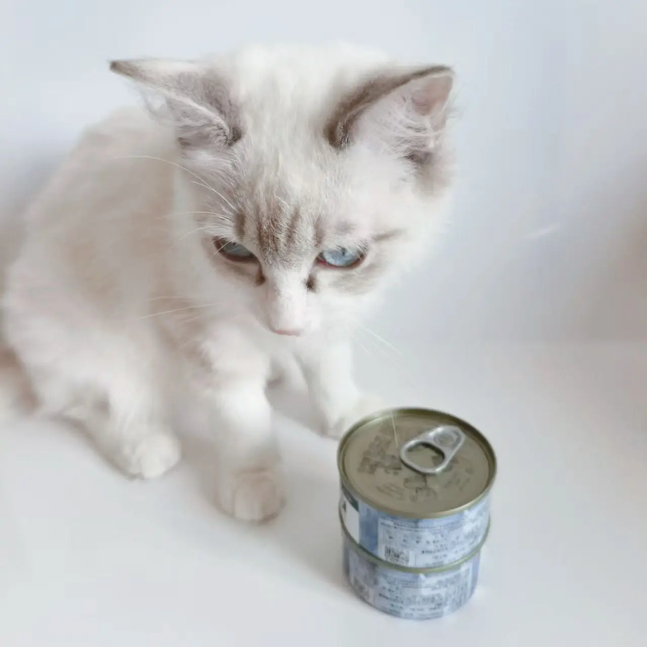 OEM Wet pet canned food economic chicken or tuna chunked in sauce 85g/100g POUCH wet food for cat