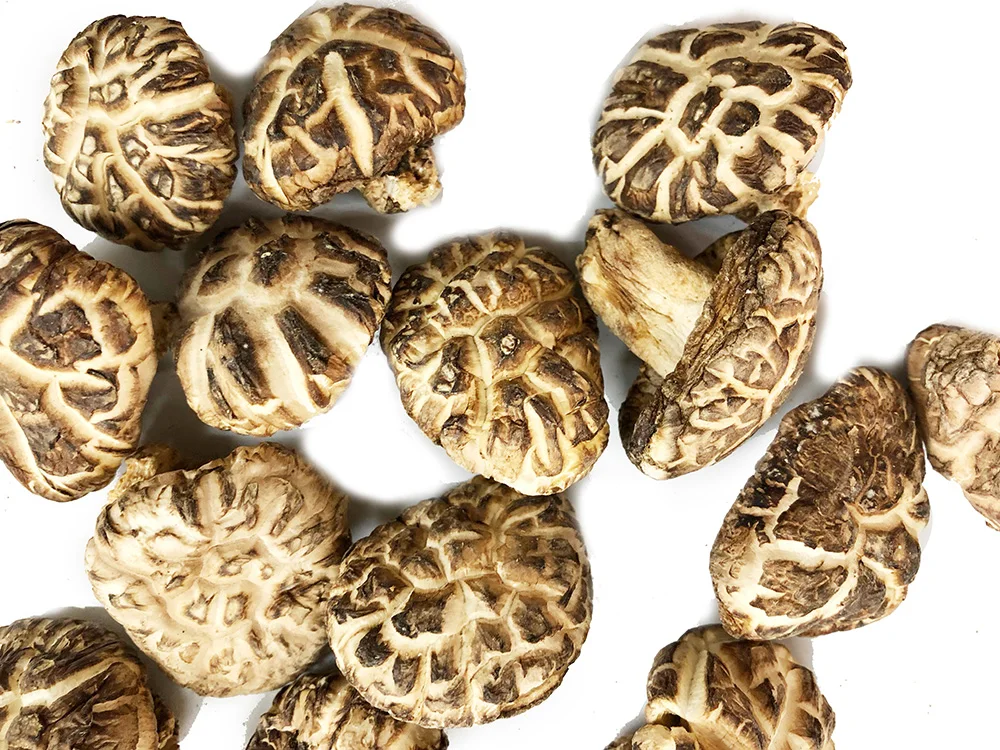 Японский необработанный дикий белый цветок donko mycelium flower shiitake