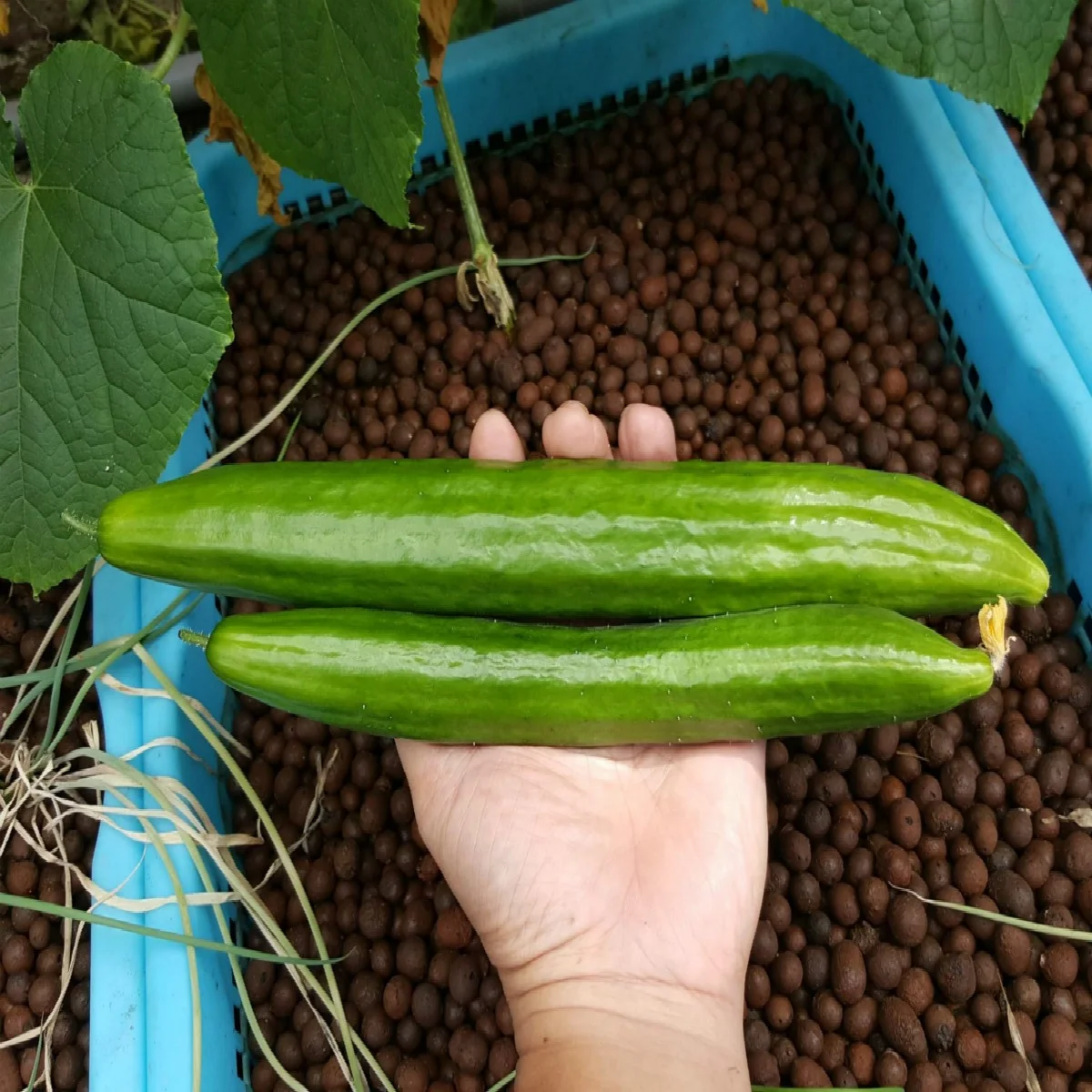 Horticultural Agricultural Ceramsite LECA Expanded Clay Balls Round Ball