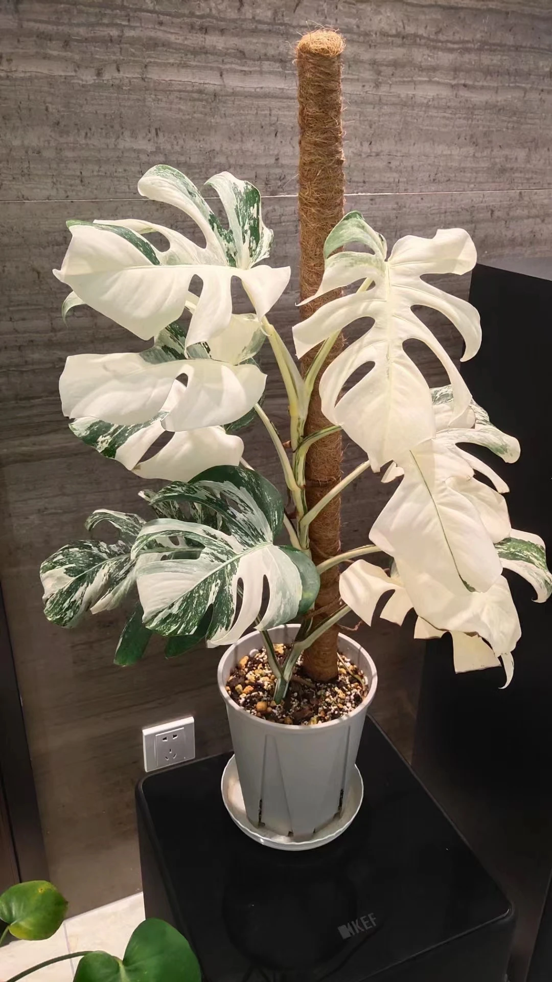  Оптовая продажа Monstera deliciosa либо