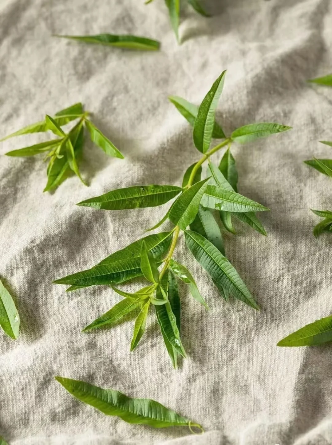 Natural Lemon Verbena Leaf Wholesale Lemon Verbena Tea Dry Ma Bian Cao wholesale dried pure leaf lemon verbena lea
