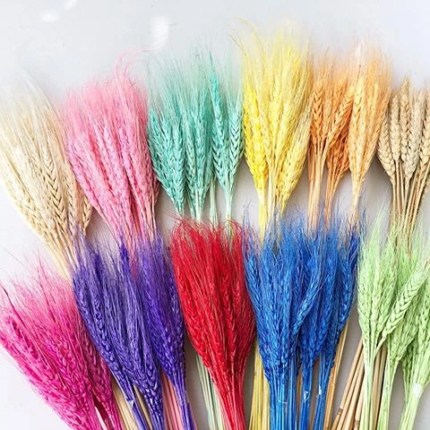 2020 Wholesale factory suupply real natural dried wheat for home decoration
