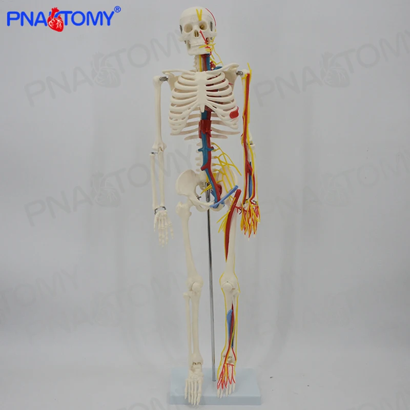 85CM Human Skeleton Model with Blood Vessel,Nerves and Heart Brain Skeletal System Anatomical Tool Medical Sciences