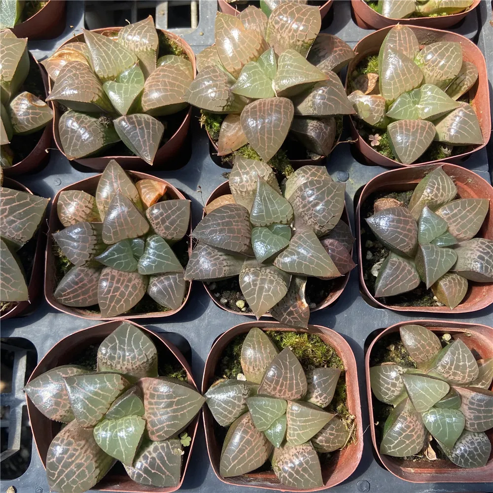 Прямая продажа, About7cm красные живые растения, суккуленты, живые растения оптом для комнатных и уличных бонсай растений