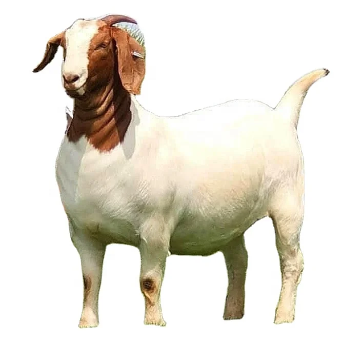 Full Blood Boer Goats