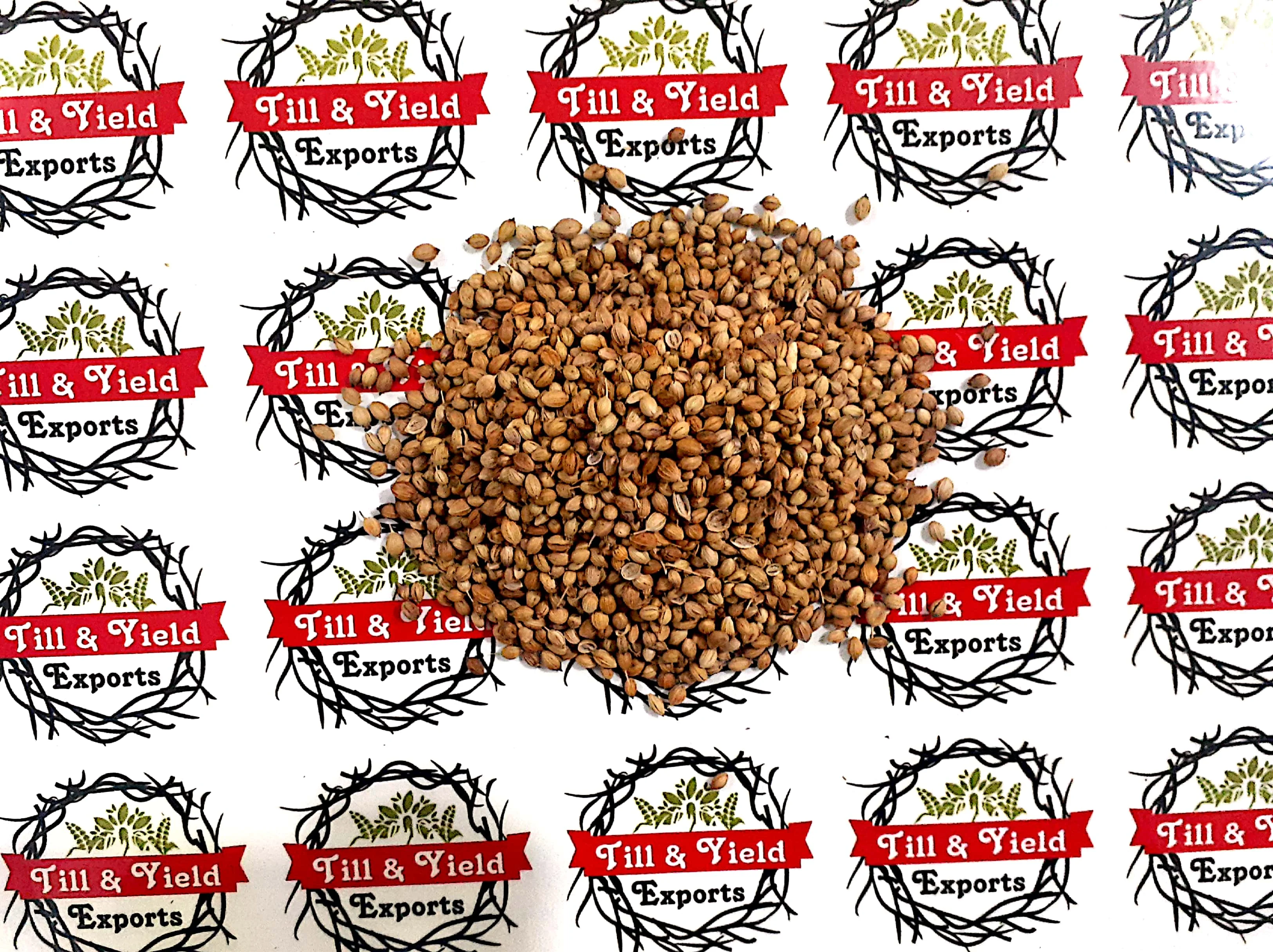 Coriander Split  Dhaniya  Coriandrum Sativum Rich In Immune Boosting Antioxidants Also Good For Heart Health