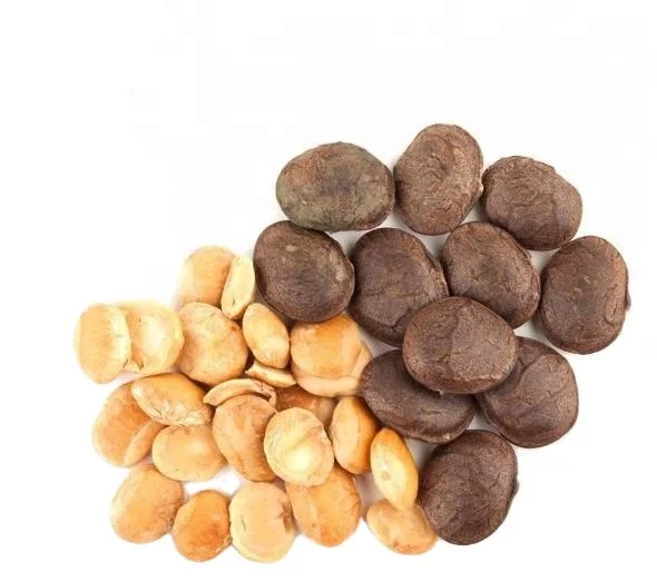 China Yin jia guo making oil Natural dried Sacha Inchi seeds