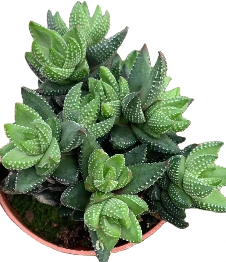Wholesale live plants