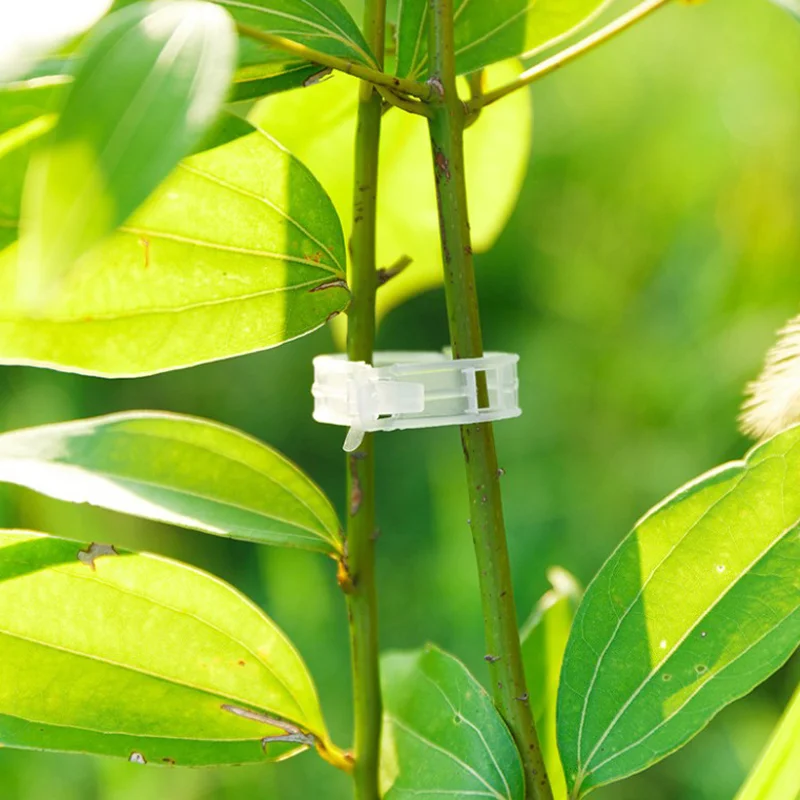 Manufacture cheap plastic buckle plant hanger hanging seedlings transparent plant silicon tomato vine graft clip