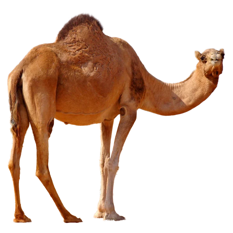 China factory supplied top quality large camel statue