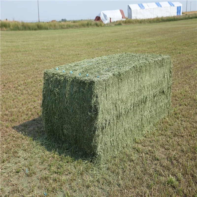 American hay alfalfa for Animal Feed Cattle Horse Chicken Pets
