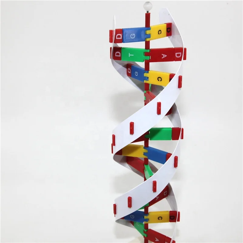 Усовершенствованная пластиковая модель ДНК ДНК-структуры