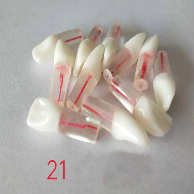  Dental Root Canal Tooth Model/Dental Study Model Laboratory