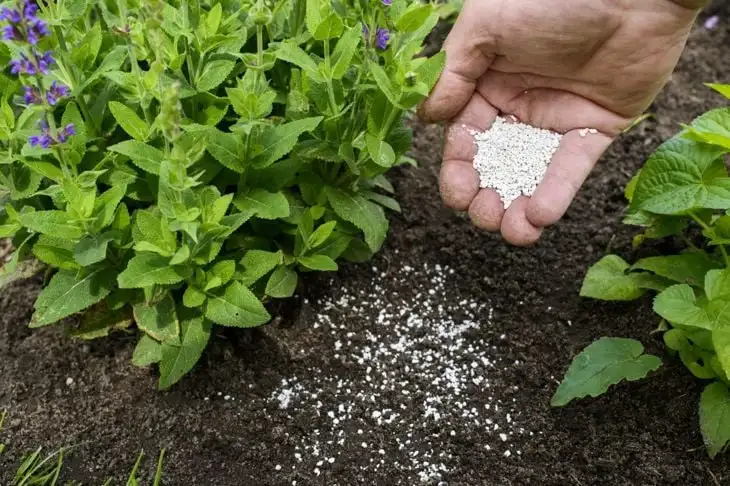 bone meal fertilizer