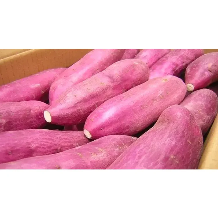 Cheap Price Purple Sweet Potato / Fresh Purple Sweet Potato