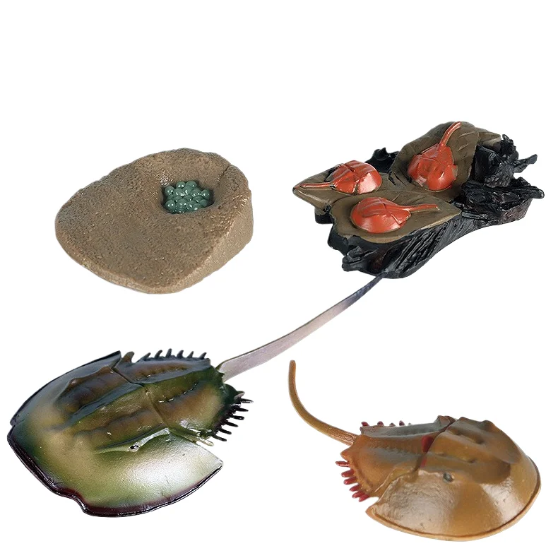 Yxs Simulation Animal Growth Cycle Model Children Science Early Education Toy Chinese Limulus Octopus Centipede Wasp