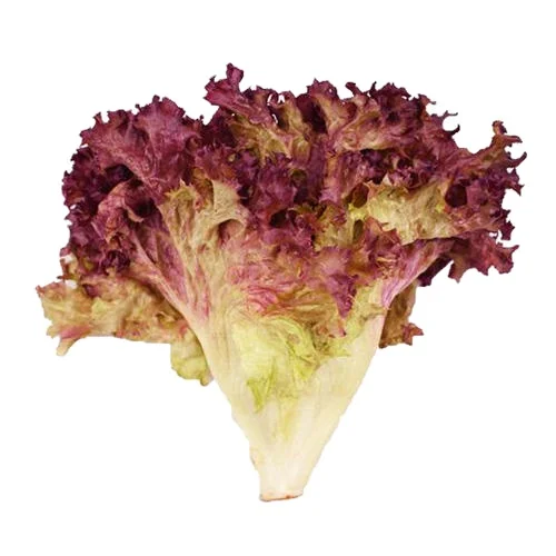 Purple color leaf Rosa lettuce seeds for land planting