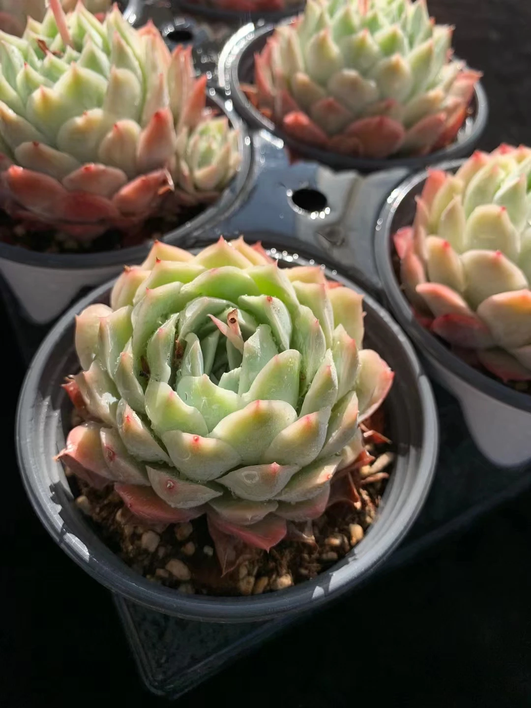 
wy32 Echeveria Jeongwol Live Plant Natural Succulents Woody Plants indoor plant 