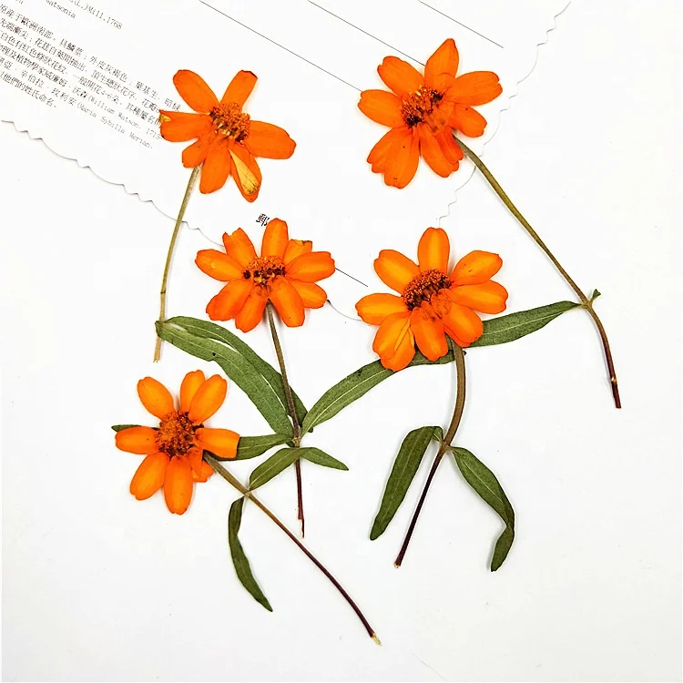 12 шт./упаковка Zinnia с отжатым стержнем Модные украшения