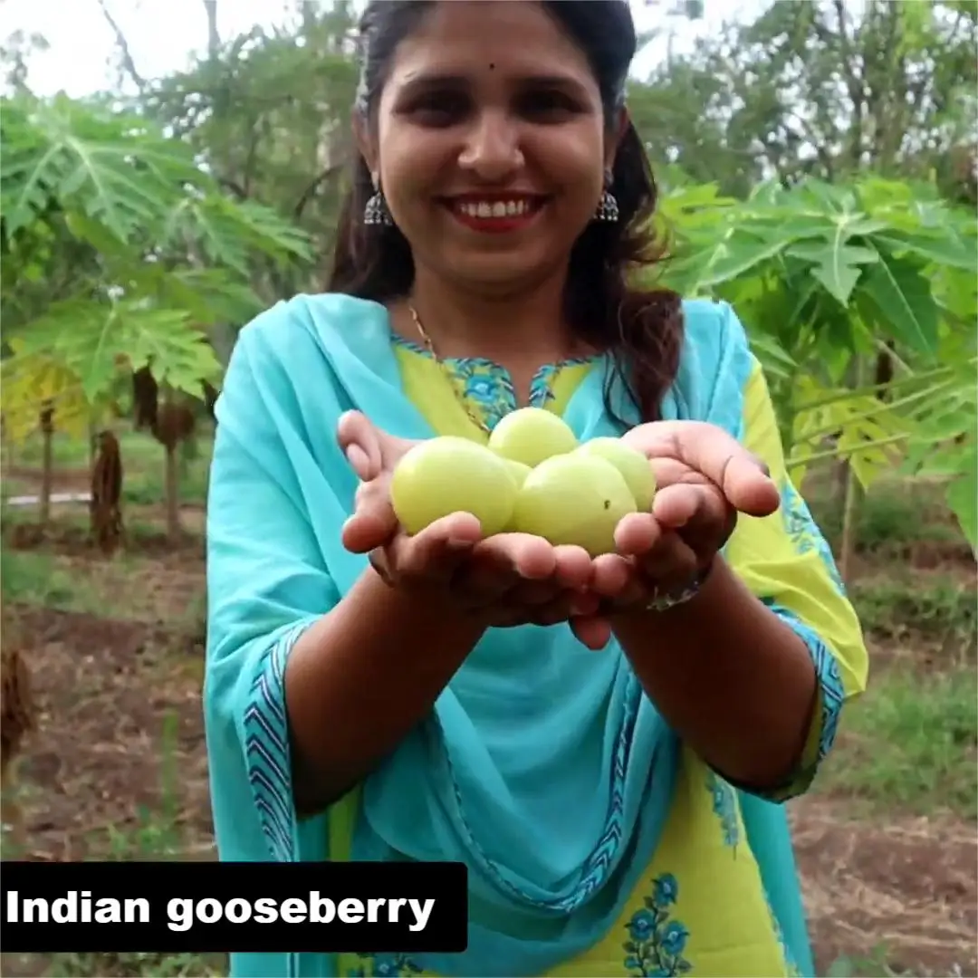 Cold pressed amla seed bio oil bulk Supplier,1kg Organic Indian gooseberry infused Carrier Oil long Hair Oil For Hair Growth