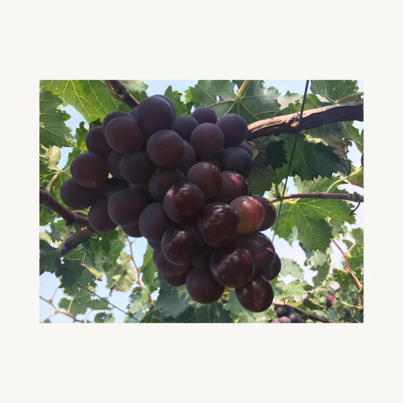 
Professional farm wholesalers and retailers of high quality fresh organic grapes 