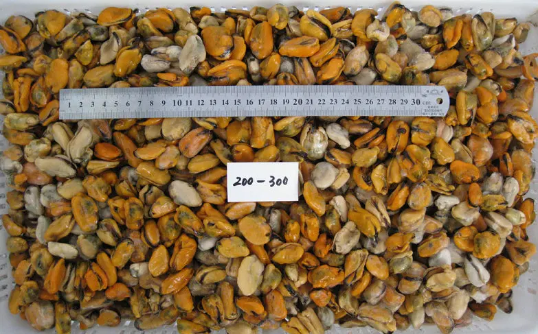 Mussel Meat 200-300 B.jpg