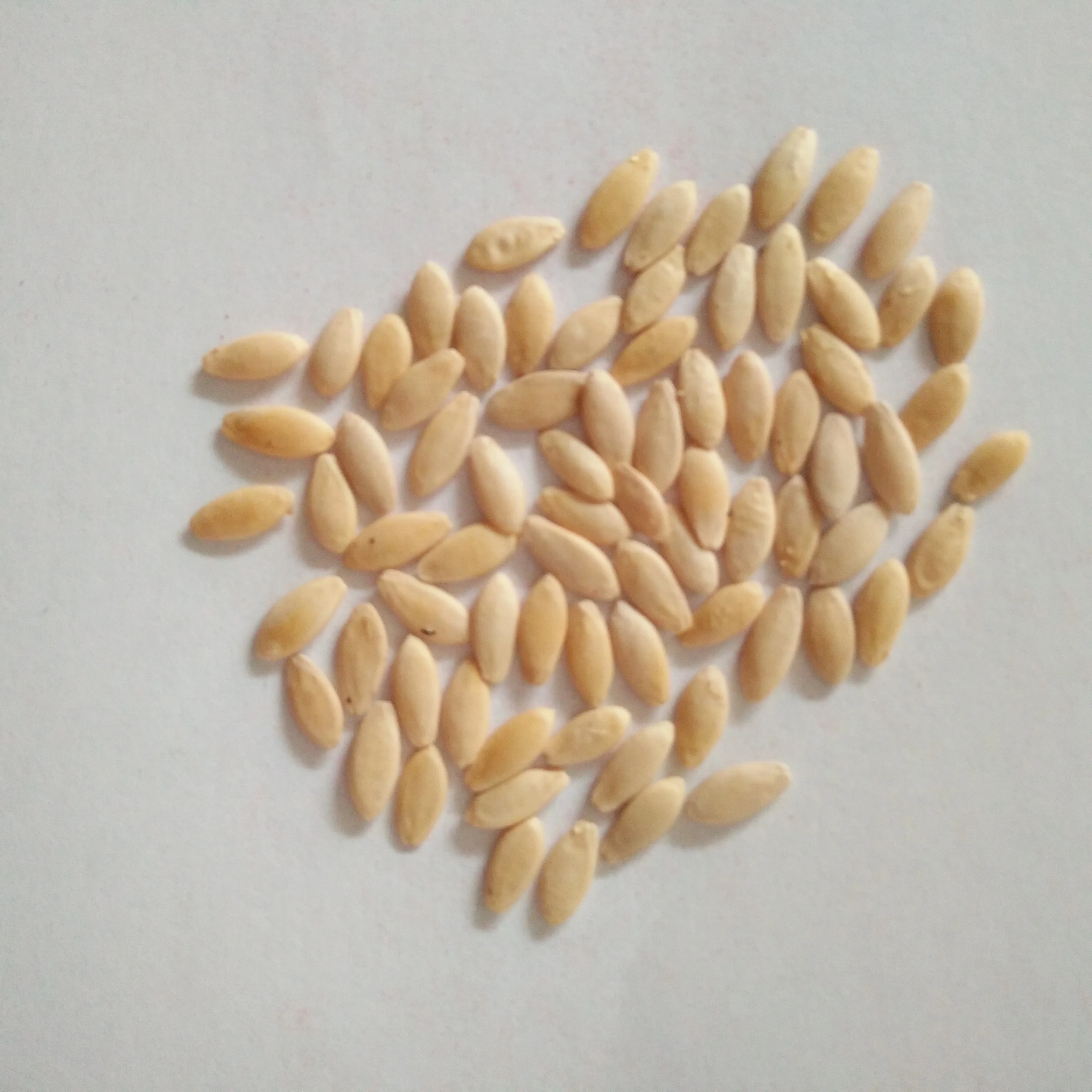 Bright sword f1 hybrid stingless high yield cucumber seeds vegetables for planting